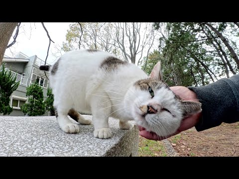 水玉模様の猫が甲高い声で「もっとモフって！」と要求してきた(YouTube)