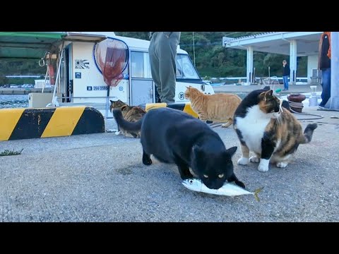 ♪お魚くわえた黒猫追っかけて(YouTube)