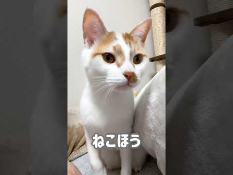 飛び込んでくるトロしゃんまとめました #shorts(YouTube)