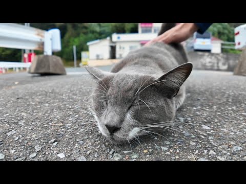フェリー乗り場にいたグレーの猫を撫でるとコロコロ転がってカワイイ(YouTube)