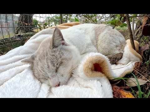 シャム猫が暖かい毛布の上で気持ちよさそうにお昼寝する(YouTube)