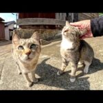 島の路地裏へ行くと、フレンドリーなキジ猫ちゃん達が歓迎してくれた(YouTube)