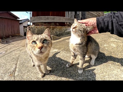 島の路地裏へ行くと、フレンドリーなキジ猫ちゃん達が歓迎してくれた(YouTube)