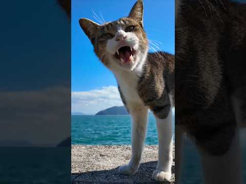 とにかく人懐っこい猫島の防波堤の猫#猫 #猫島(YouTube)