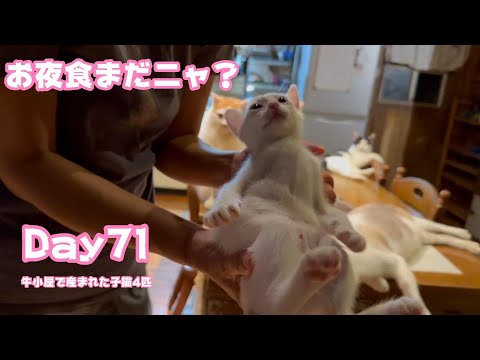 お夜食まだニャンですが？ 牛小屋で産まれた子猫4匹 Day71 Sora103  2024 11 20 1(YouTube)