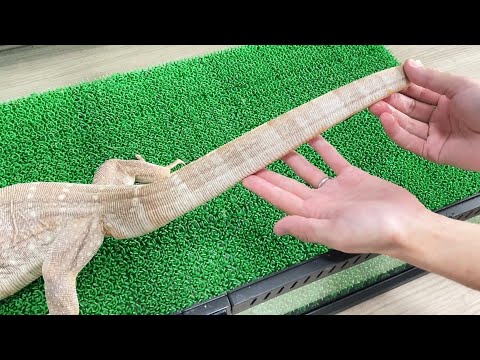 本気で仕上げたオオトカゲ【T+スノーサルバ】を見て欲しい！！！(YouTube)