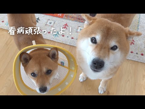妹の看病をしたよ！不在だったママに報告する柴犬が可愛すぎる。(YouTube)
