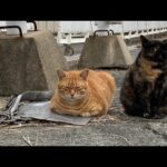 感動猫動画 のライブ配信(YouTube)