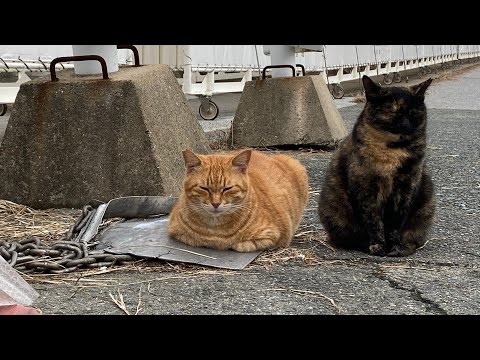 感動猫動画 のライブ配信(YouTube)