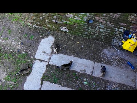 お城の猫と鳩、ご飯の時間です(YouTube)
