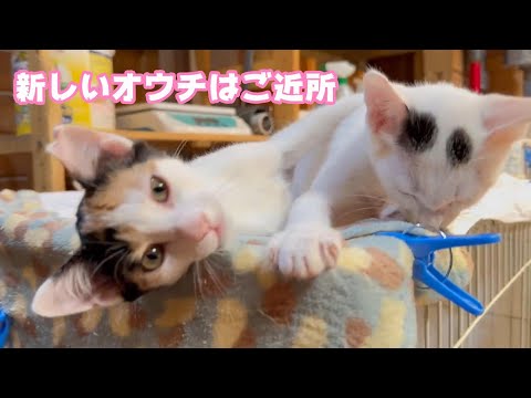 新しいオウチはご近所なのよ～  2024 11 27 2(YouTube)
