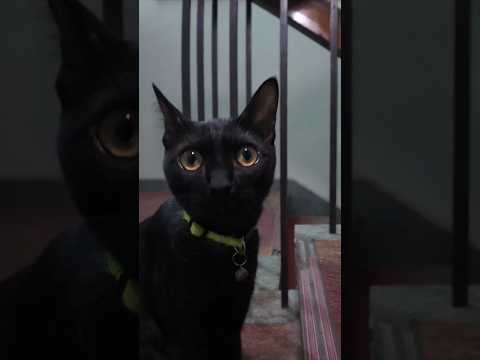 お客様、2階お部屋まで案内しま〜すニャン#猫 #猫旅館 #黒猫(YouTube)