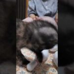 ボウリング猫 #猫 #子猫 #保護猫(YouTube)