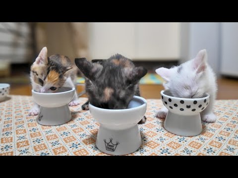 子猫たちご飯の時間です(YouTube)