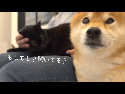 大好きな柴犬に必死に猫語で話しかける猫が尊すぎました。。(YouTube)