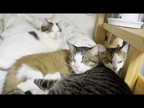 猫が娘のベッドでくつろぐ季節になりました(YouTube)