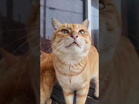 軒下で雨宿りしていた猫ちゃんがゴロゴロ甘えてきてカワイイ #猫 #猫島(YouTube)