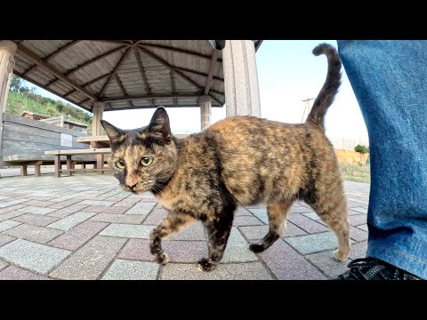 体は小さくても、とても気が強いサビ猫ちゃん(YouTube)