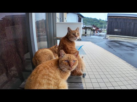 猫島を散策していると雨が降り出したので軒先で猫と一緒に雨宿り(YouTube)