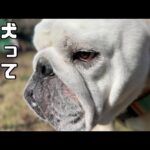 ドッグランの遊び方が分からず悩み続けた結果、時間終了で帰宅の途につくブルドッグのぶるまる…(YouTube)