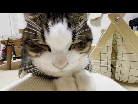 休日、一人になると猫を集めてまったりするお母さん(YouTube)