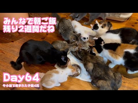 みんなで朝ご飯も残り2週間となりました 牛小屋で産まれた子猫4匹 Day64 Neo119 Sora96  2024 11 13 1(YouTube)
