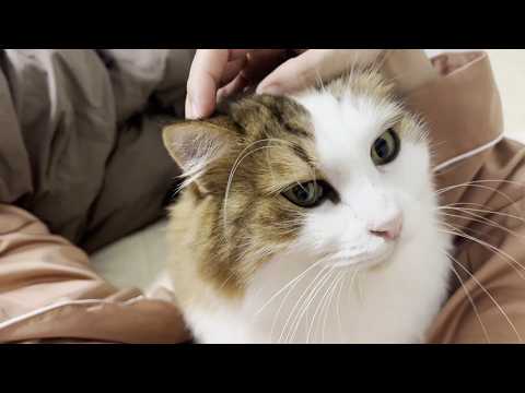 お父さんが留守の間にお母さんと一つのベッドで一夜を過ごした猫(YouTube)