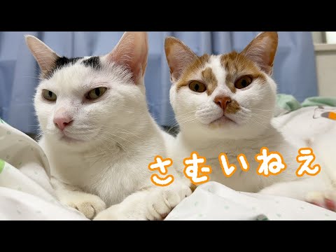 寒くなってきて一緒に暖まるチロトロが可愛い…！(YouTube)