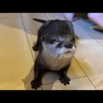 子供にかくれんぼに誘われ困惑するカワウソ An otter is bewildered when invited to play hide-and-seek by a child.(YouTube)