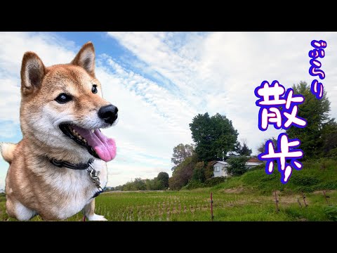 【元噛む柴犬】巧くんと3時間ぶらり散歩(YouTube)