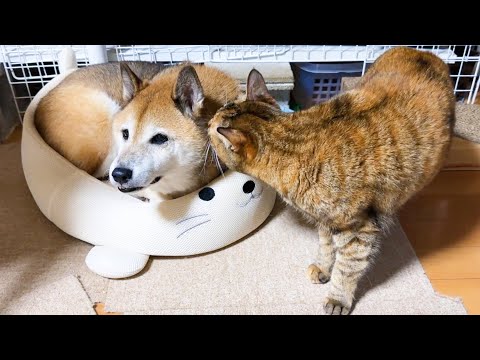 柴犬パパにお顔を近づけても大丈夫なほんわか天然さんな末っ子猫(YouTube)