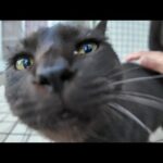 公民館まで出てきていた神社の黒猫ちゃん、近くに行くと喜んですり寄ってきた(YouTube)