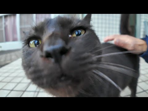 公民館まで出てきていた神社の黒猫ちゃん、近くに行くと喜んですり寄ってきた(YouTube)