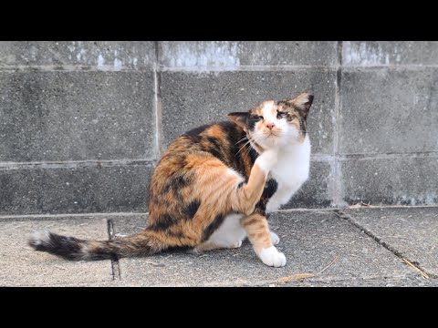 感動猫動画 のライブ配信(YouTube)