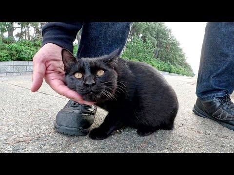 人間にたくさんモフられて、水をゴクゴクと飲む黒子猫ちゃん(YouTube)