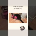 カワウソさくら 引っ張られても離さない豚ぬいぐるみ！でも飼い主が離れると…？ otter holding a stuffed pigs(YouTube)