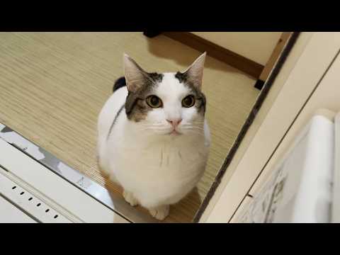 定期的にお父さんが溺れていないか心配になる猫(YouTube)