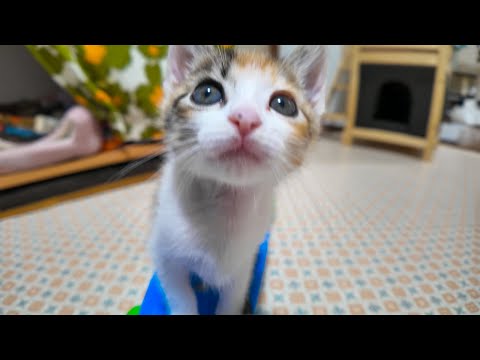 子猫、起きたらすぐ遊びだす(YouTube)