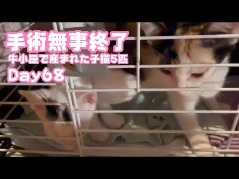 手術無事終わりました  ママにも報告しなくちゃね  牛小屋で産まれた子猫5匹 Day68  2024 11 17 2(YouTube)