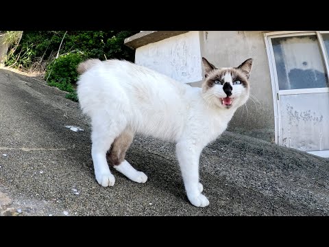 人懐っこい猫達が可愛い声でニャーニャーと話し掛けてきた(YouTube)