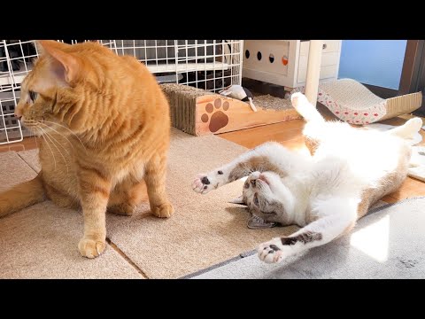 ガオーポーズを無視されてそのまま時が止まってしまった姫猫はこちらです(YouTube)