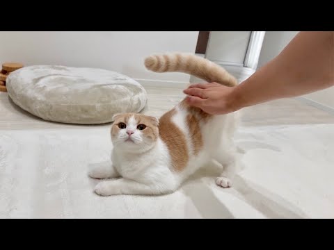 おしりをポンポンされると気持ち良すぎておかしなテンションになっちゃう猫が可愛すぎたwww(YouTube)