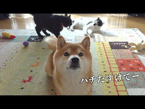 子猫と先住猫が喧嘩に？すると柴犬は世界で一番優しい仲裁をしました。(YouTube)