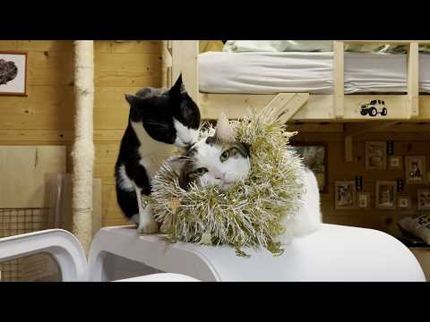 ライブ配信の後片付けを一切手伝おうとしない猫(YouTube)