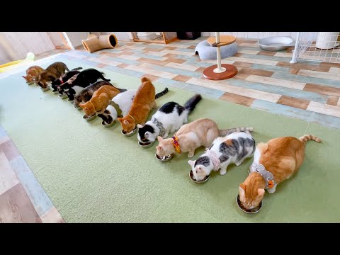 猫を守るために保護猫カフェに行ってきました。(YouTube)