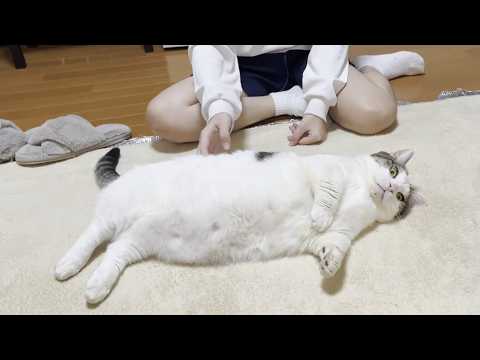 娘に「どうぞご自由にお使いください」とお腹を差し出す猫(YouTube)