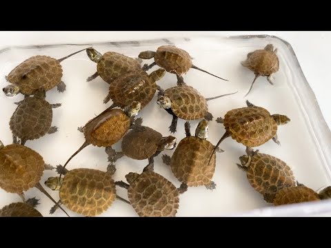 カメの赤ちゃんが大量に産まれてきました！(YouTube)