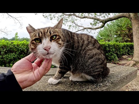 人懐っこいキジ猫コンビがベンチに飛び乗って順番にモフられる(YouTube)