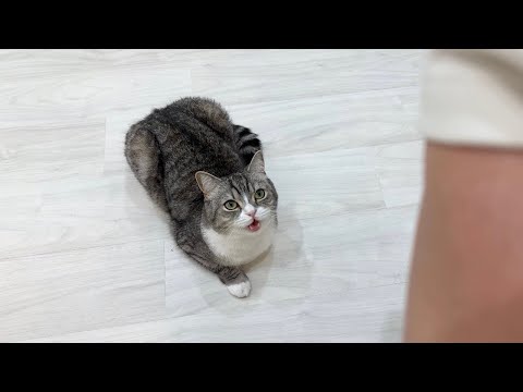 イタズラしても可愛く泣けば何でも許されると思ってる猫が可愛すぎましたw(YouTube)