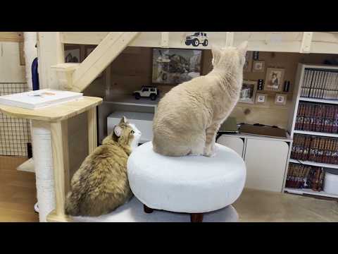 仲良くしたいだけなのにストーカーに勘違いされてる猫(YouTube)